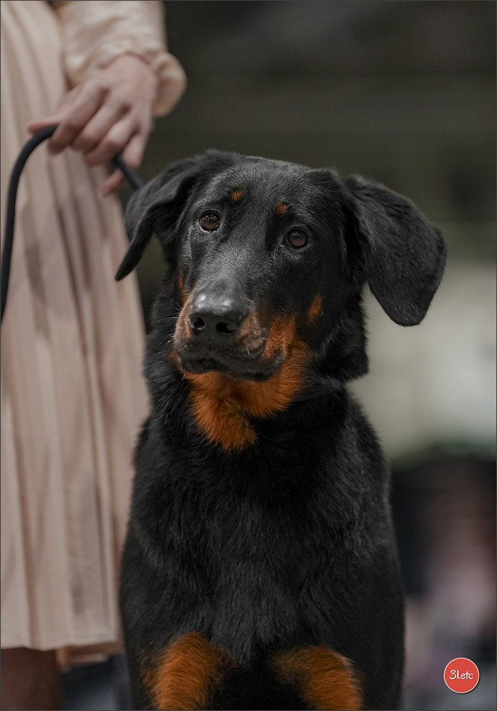 🇱🇺 LUXEMBOURG 🇱🇺 International Dog Show 4-5/04/2026. Photographe à Strasbourg | Portraits, Studio, Enfants, Événements