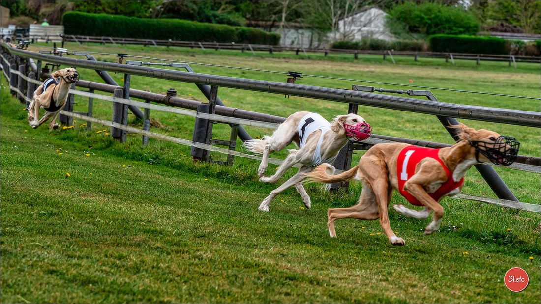 Der Windhund-Rennverein Kurpfalz e.V. (WRV-Kurpfalz) ist ein Windhundverein mit einer wunderschönen Anlage inklusive einer modernen Rasen-Re. Photographe à Strasbourg | Portraits, Studio, Enfants, Événements