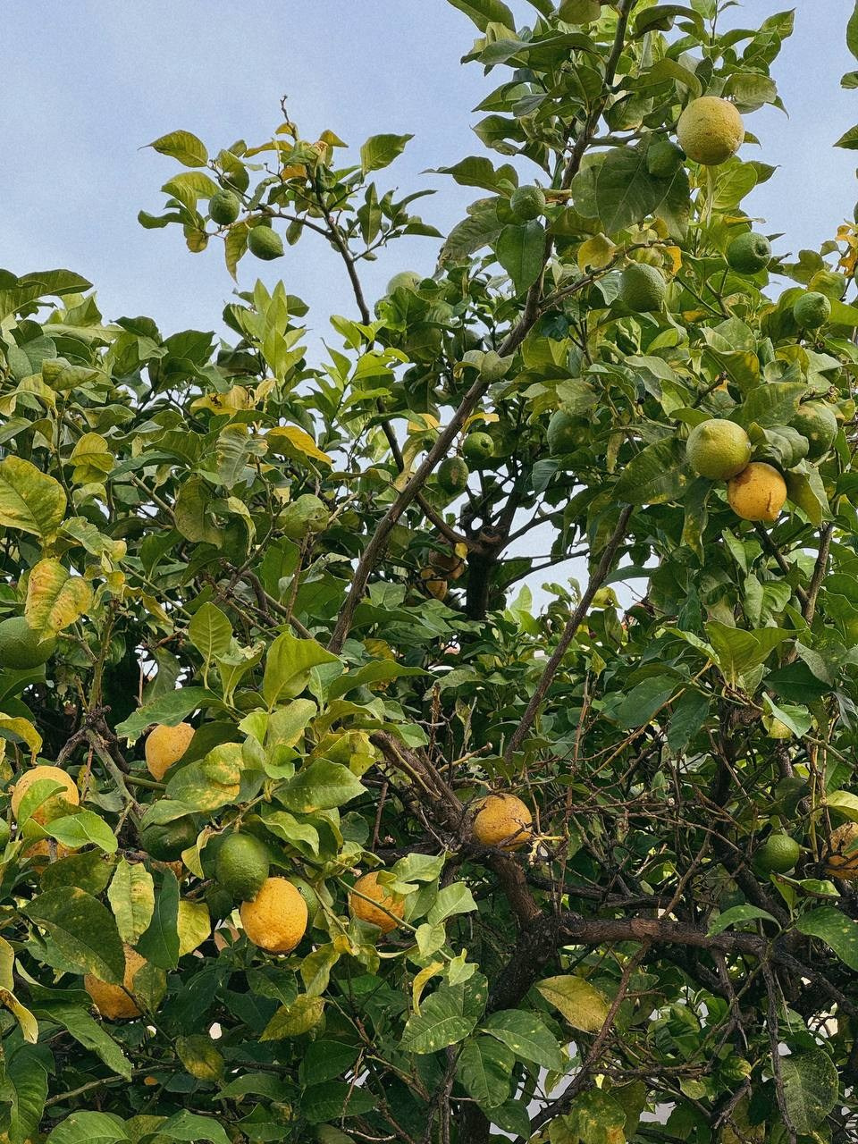 Моими глазами. Salut!