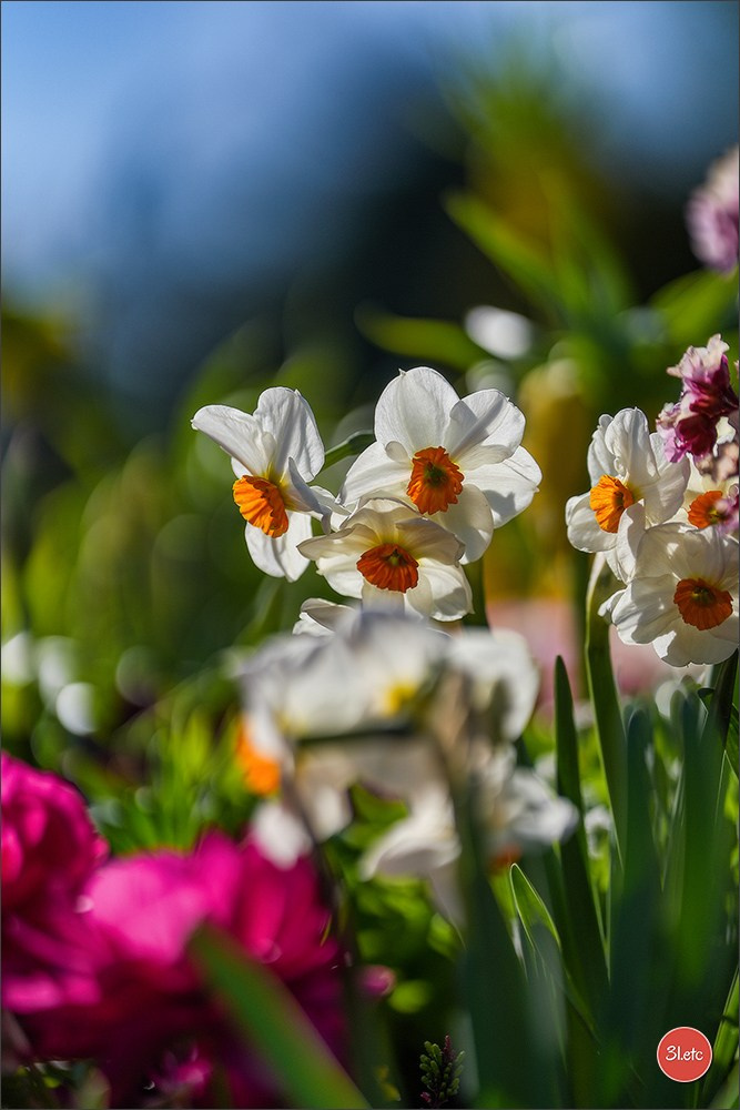 TEST ::: Sony Alpha 7 V (ILCE-7M5) 70-200mm f/2.8 GM II OSS. Photographe à Strasbourg | Portraits, Studio, Enfants, Événements