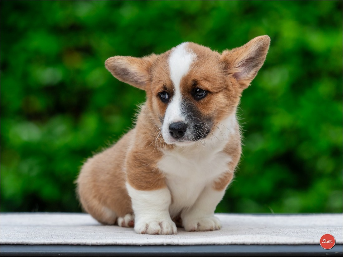 Puppies 03/06/2025. Photographe à Strasbourg | Portraits, Studio, Enfants, Événements