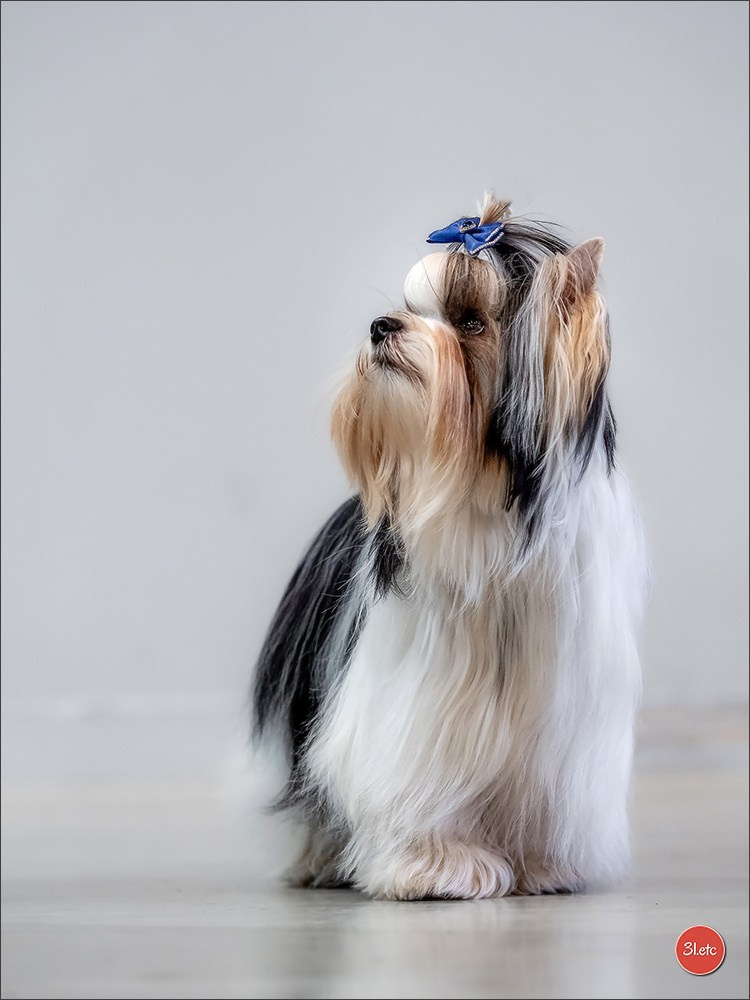 🇫🇷  Chalons en Champagne  🇫🇷  Expo canine  31/01-01/02/2026. Photographe à Strasbourg | Portraits, Studio, Enfants, Événements