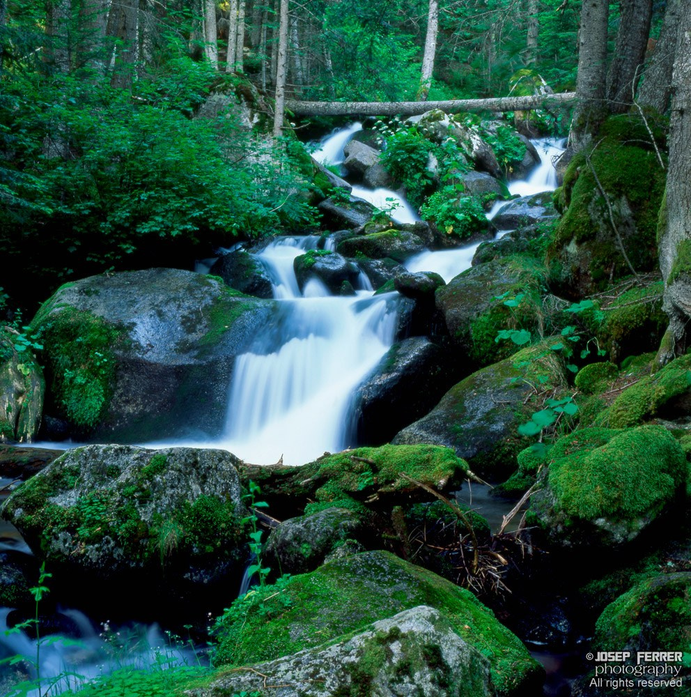 Torrent i bosc de Cabanes, Pallars Sobirà, Catalunya