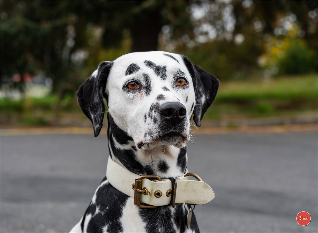 Expo canine 🇫🇷 Poitiers 18-19/10/2025. Photographe à Strasbourg | Portraits, Studio, Enfants, Événements
