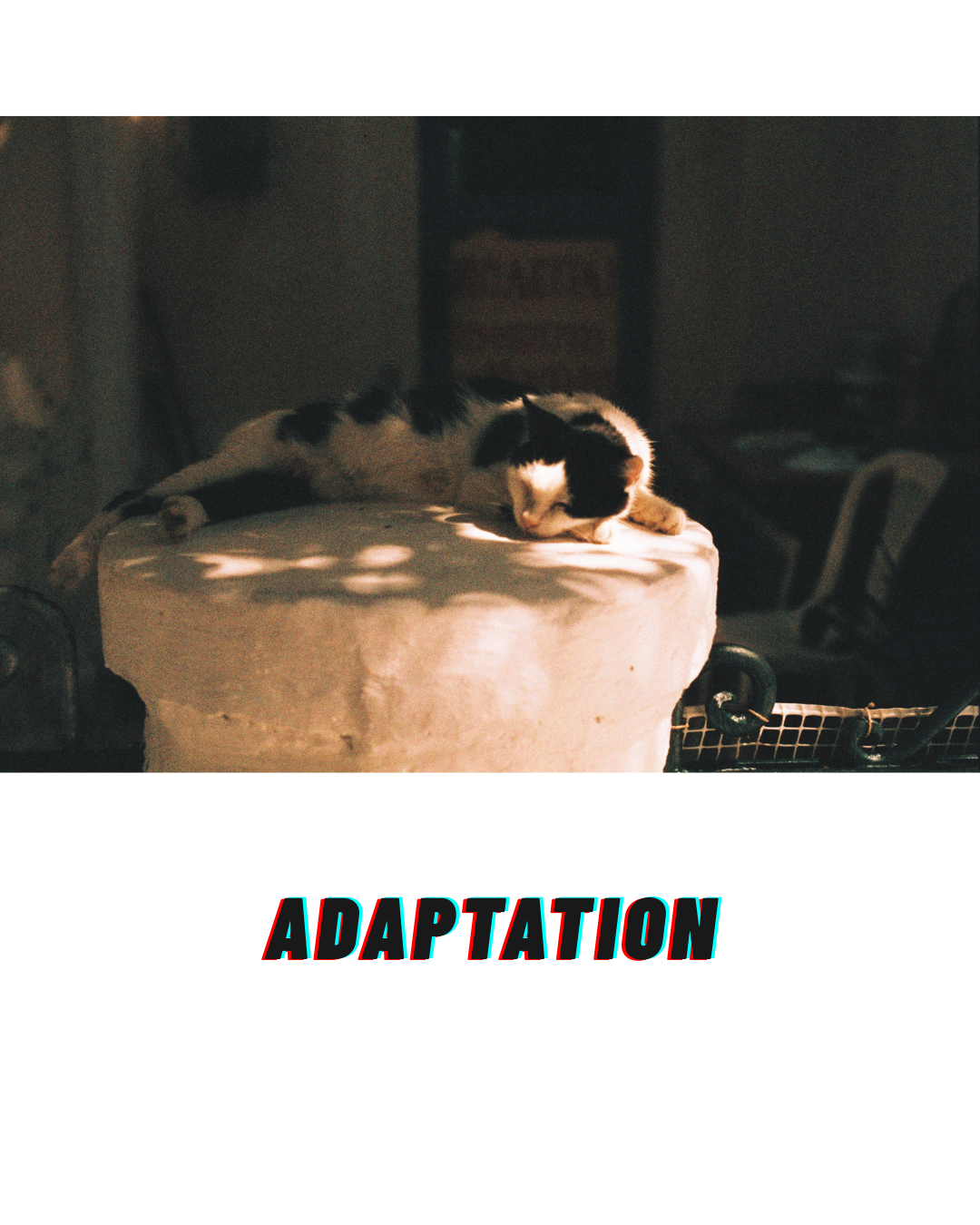 Transformation. Portrait photographer in Madeira — Marina Shtukina