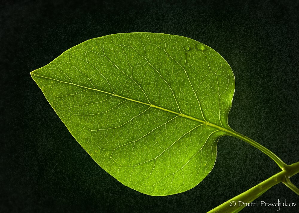 ПРЕДМЕТНАЯ ФОТОГРАФИЯ