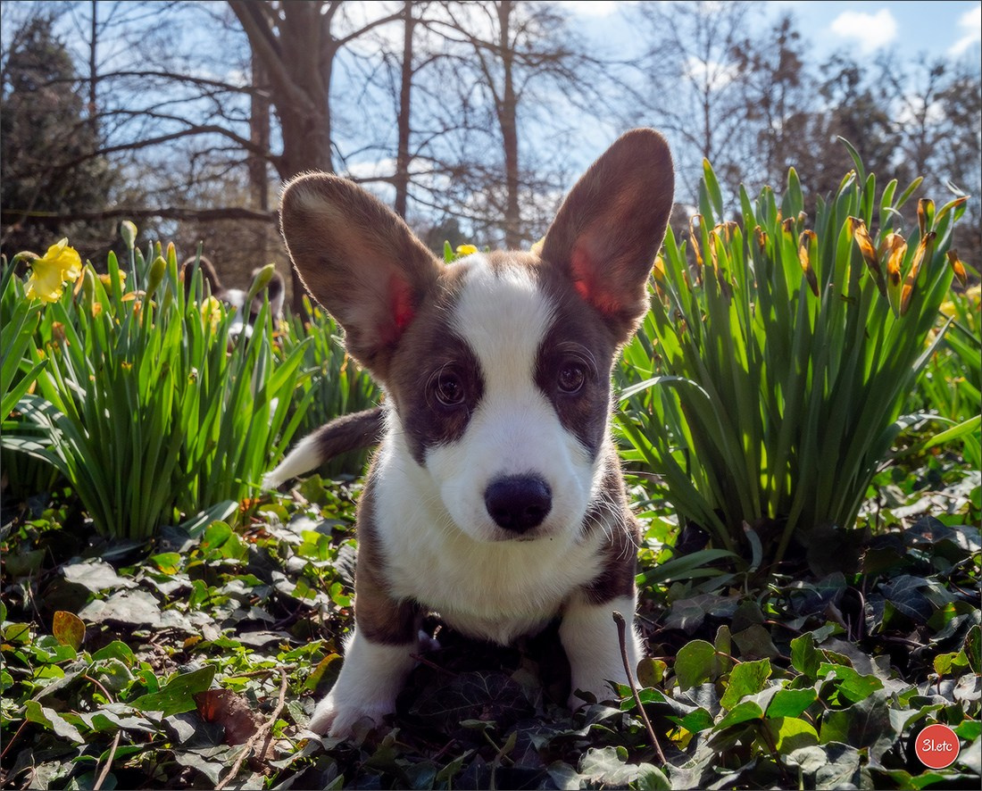 Photographie animalière. Photographe à Strasbourg | Portraits, Studio, Enfants, Événements