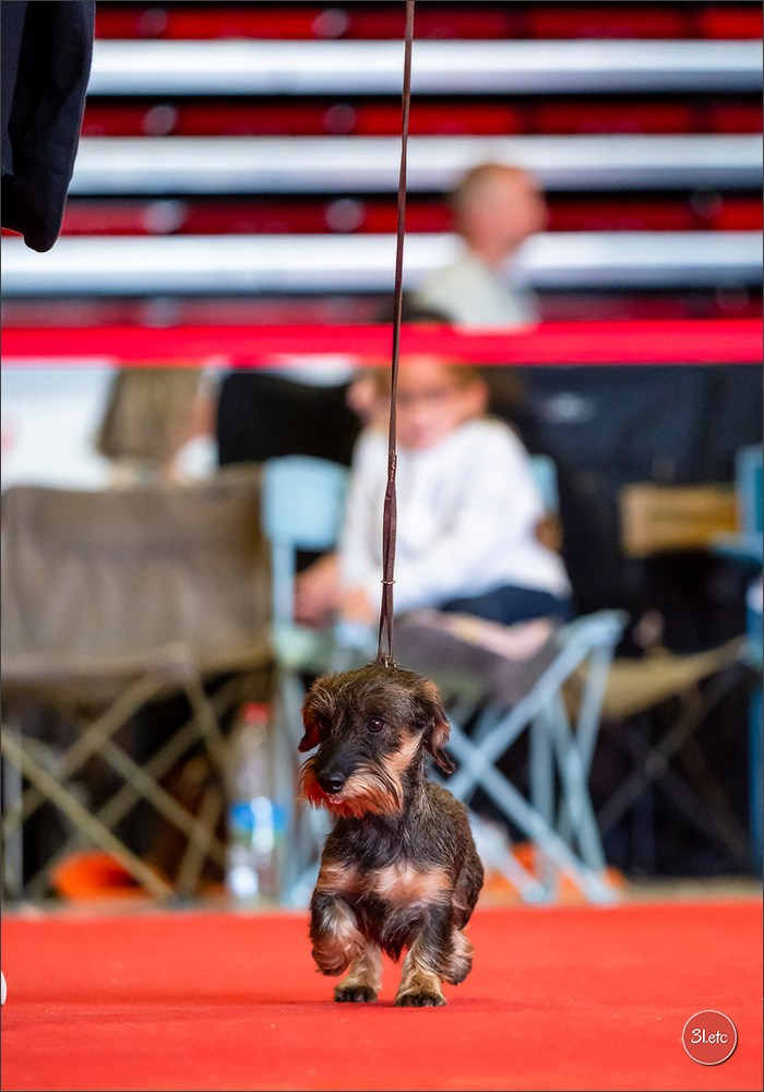 Exposition Canine à  Margny-lès-Compiègne 14-15/09/2024. Photographe à Strasbourg | Portraits, Studio, Enfants, Événements