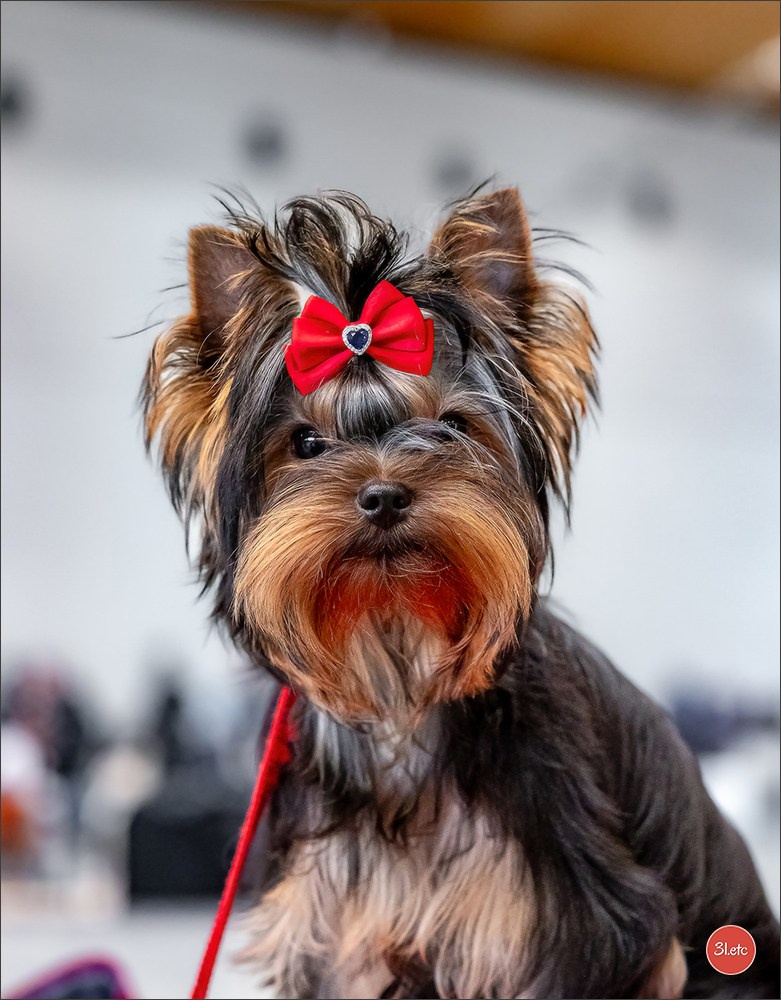 Dog Show Karlsruhe 🇩🇪  29-30/11/2025. Photographe à Strasbourg | Portraits, Studio, Enfants, Événements