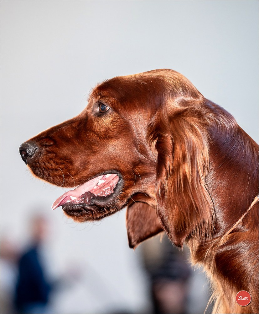 Exposition Canine à Karlsruhe 28-29/09/2024. Photographe à Strasbourg | Portraits, Studio, Enfants, Événements