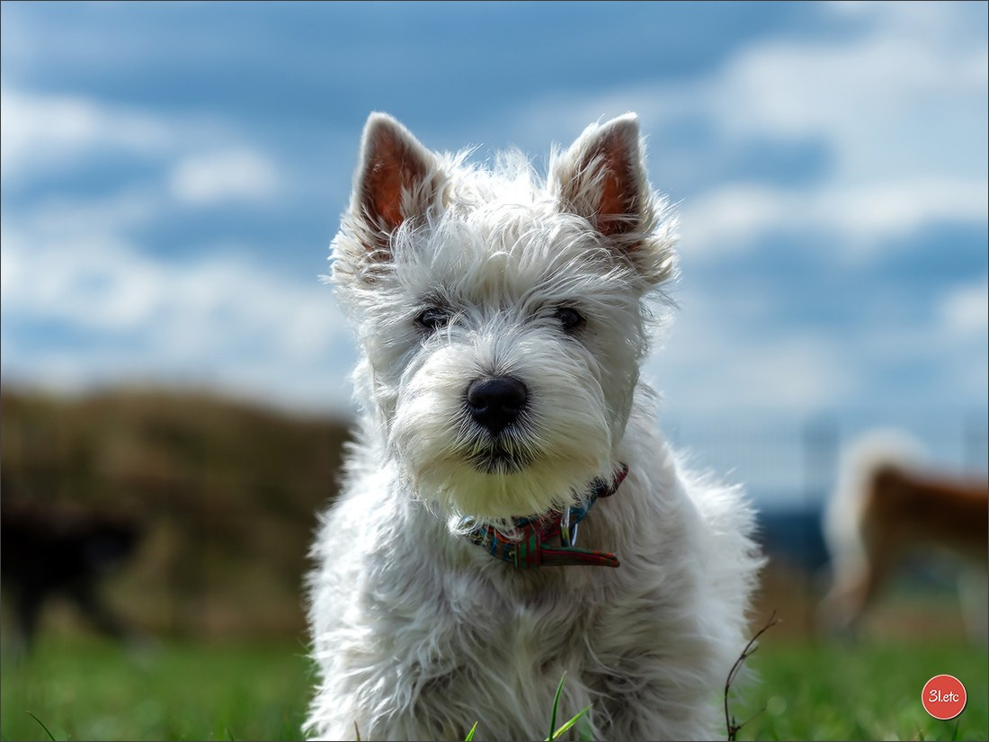 Photographie animalière. Photographe à Strasbourg | Portraits, Studio, Enfants, Événements