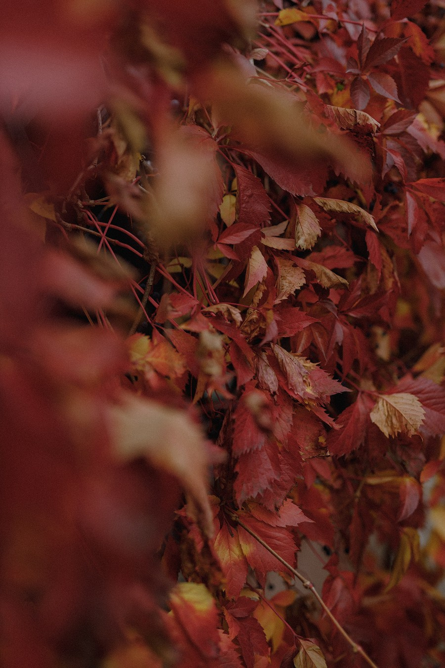 Emilia. Sesja w domu i ogrodzie. Fotograf w Krakowie i Europie