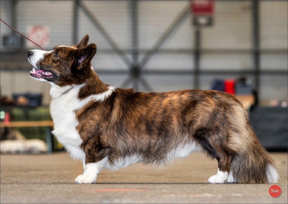 🇨🇭 Geneva Dog Show 15-17/11/2024. Photographe à Strasbourg | Portraits, Studio, Enfants, Événements