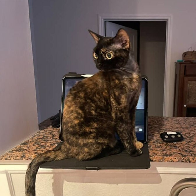 Coco, girl, born on 11.23.23, SOLD. Devon Rex Pixie Cattery