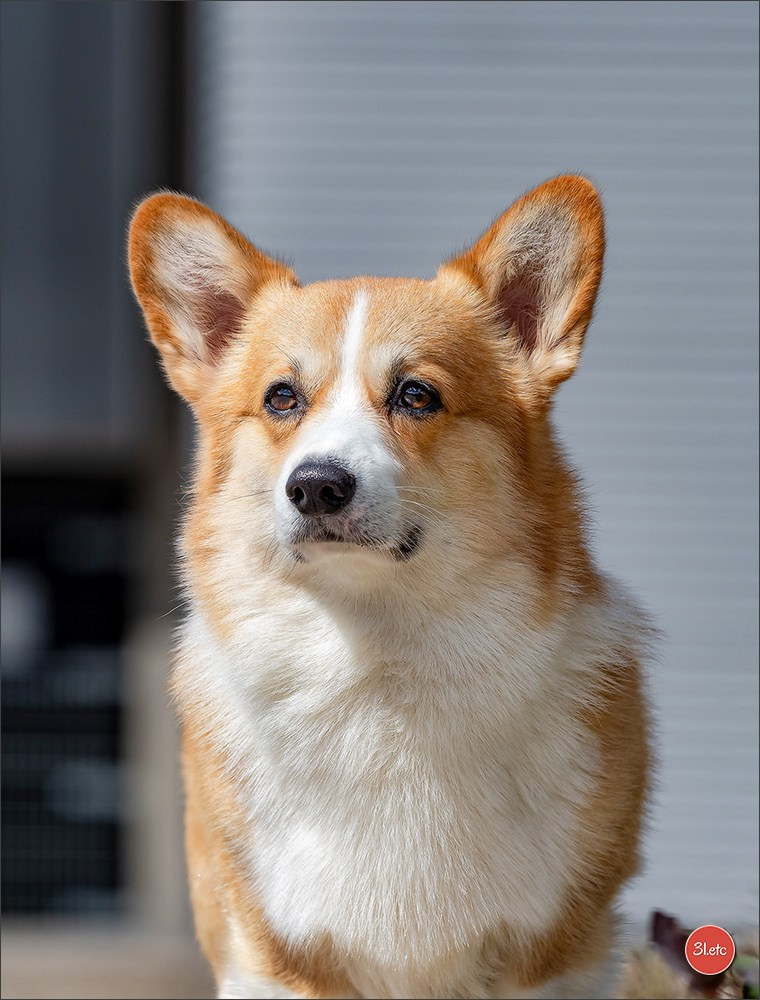 🇱🇺 LUXEMBOURG 🇱🇺 International Dog Show 🇱🇺 30/08 - 31/08/2025. Photographe à Strasbourg | Portraits, Studio, Enfants, Événements