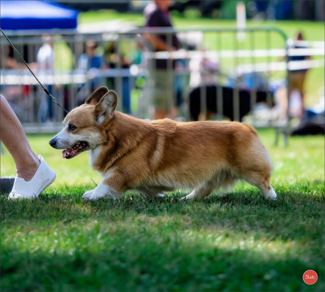 🇫🇷 Romorantin - Exposition Canine Nationale. Photographe à Strasbourg | Portraits, Studio, Enfants, Événements