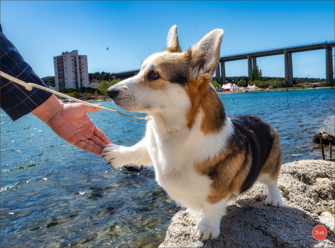 Expo canine 🇫🇷 Martigues  19-20/04/2025. Photographe à Strasbourg | Portraits, Studio, Enfants, Événements