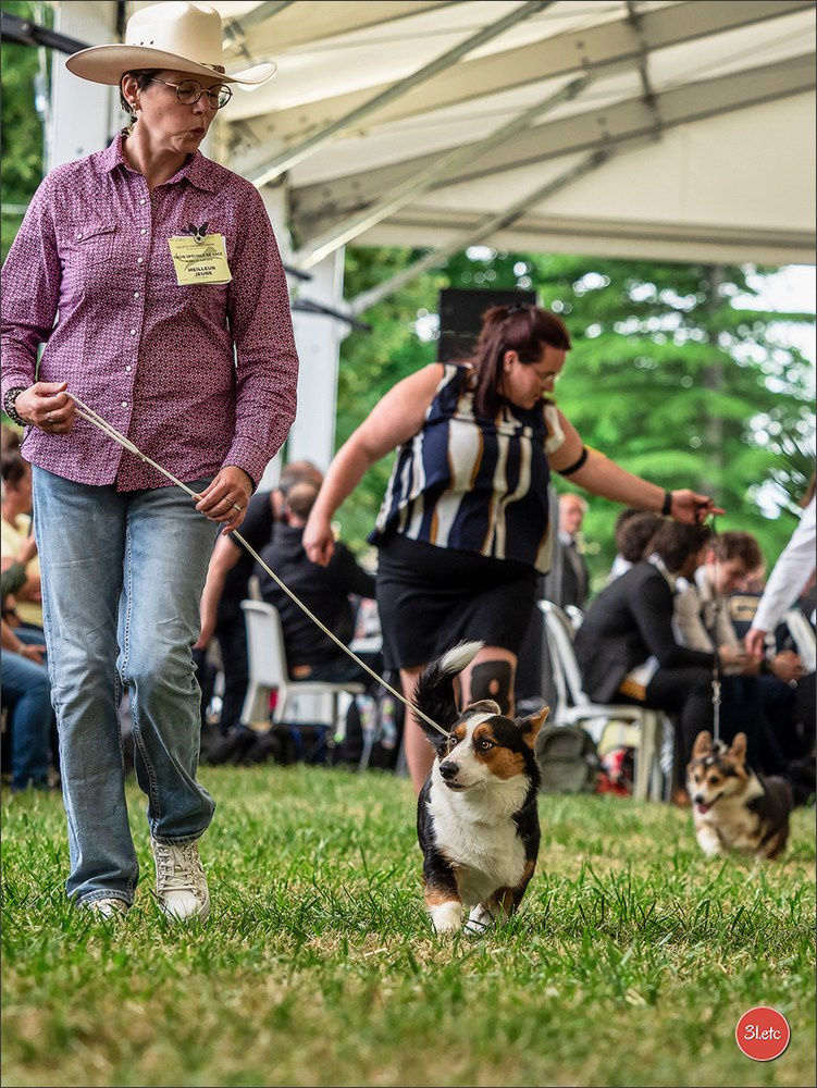 Championnat de France du chien de race  🇫🇷  DIJON (château de Brognon) 7-8/06/2025. Photographe à Strasbourg | Portraits, Studio, Enfants, Événements