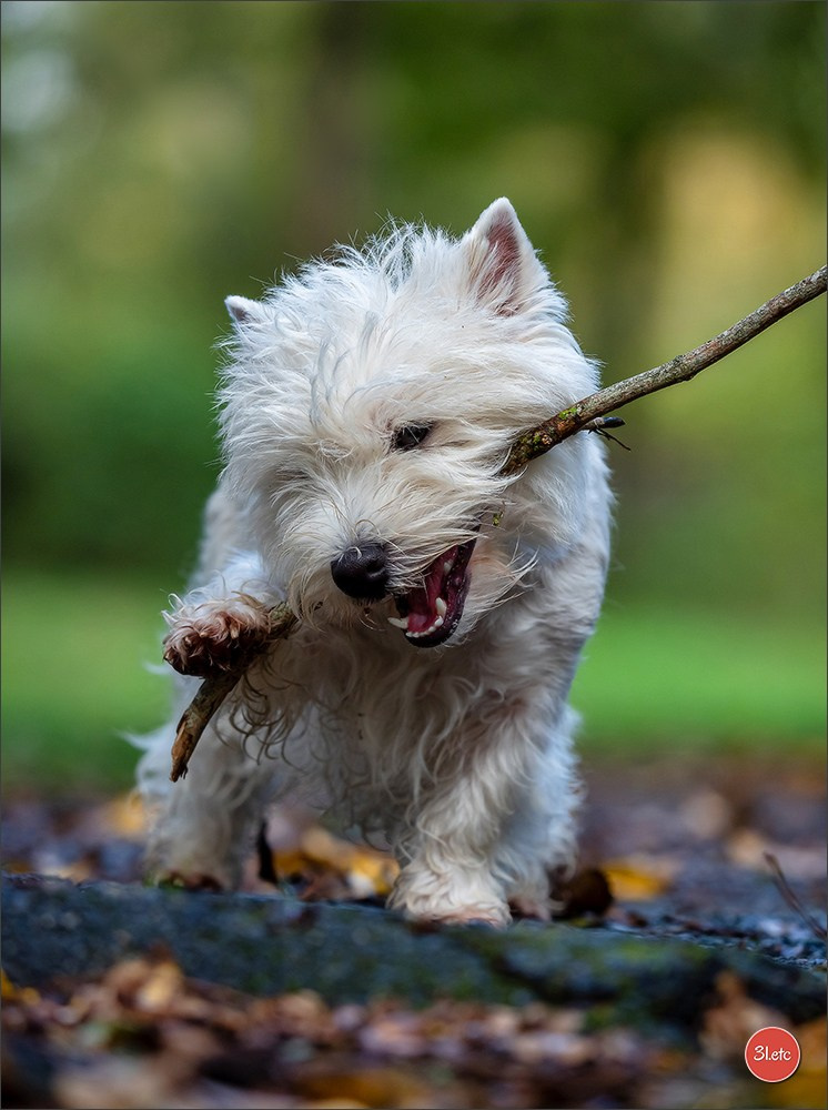 Expo canine  🇫🇷  Chateauroux 25-26/10/2025. Photographe à Strasbourg | Portraits, Studio, Enfants, Événements