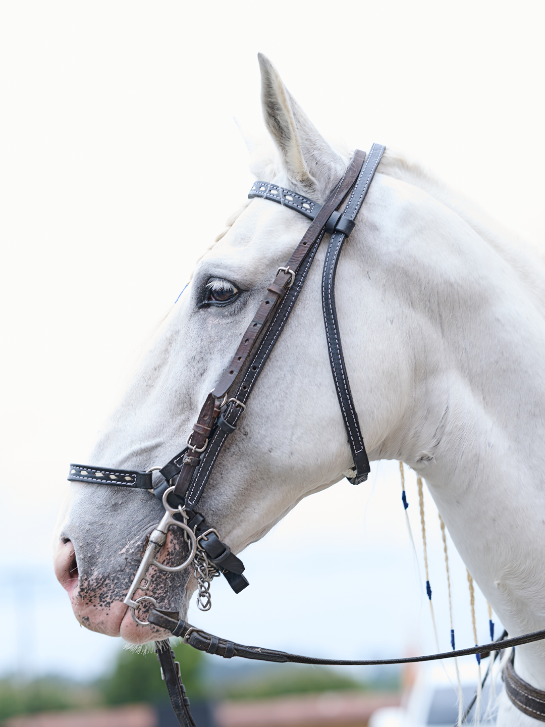Fotos para criaderos de Caballos