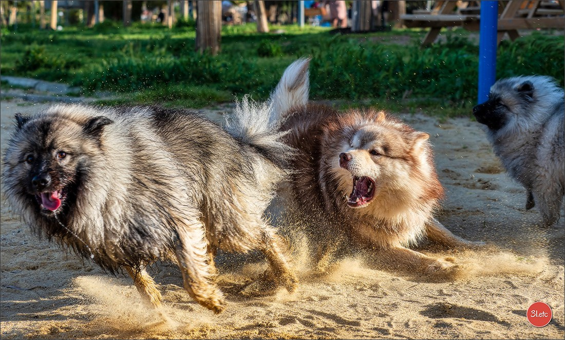 Expo canine 🇫🇷 Martigues  19-20/04/2025. Photographe à Strasbourg | Portraits, Studio, Enfants, Événements