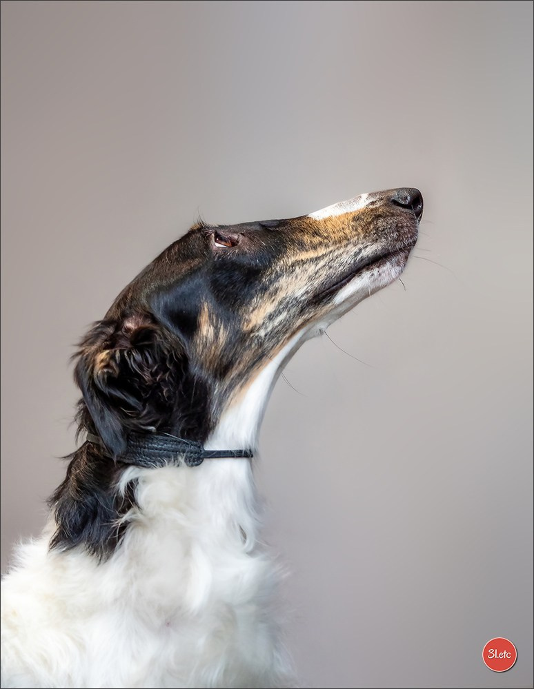 Photographie animalière. Photographe à Strasbourg | Portraits, Studio, Enfants, Événements