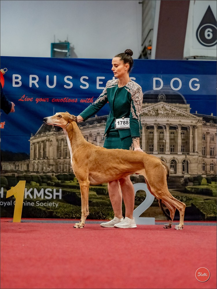 13-14.12.2025   🇧🇪   Brussels Dog Show. Photographe à Strasbourg | Portraits, Studio, Enfants, Événements