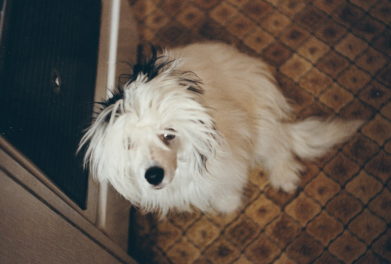 Animals. Elena Zykova film photographer in London