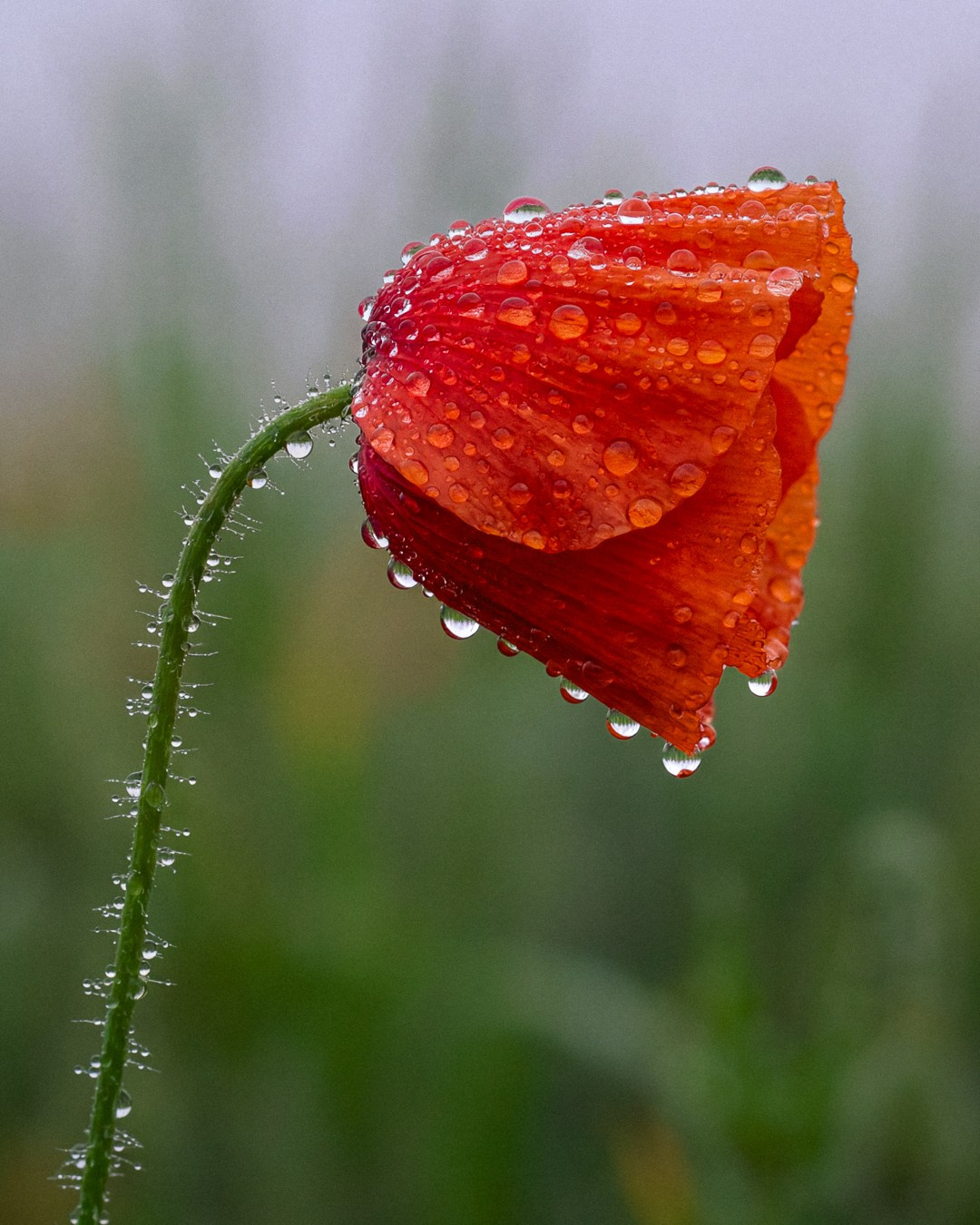 Film Grain Co. Volume 1