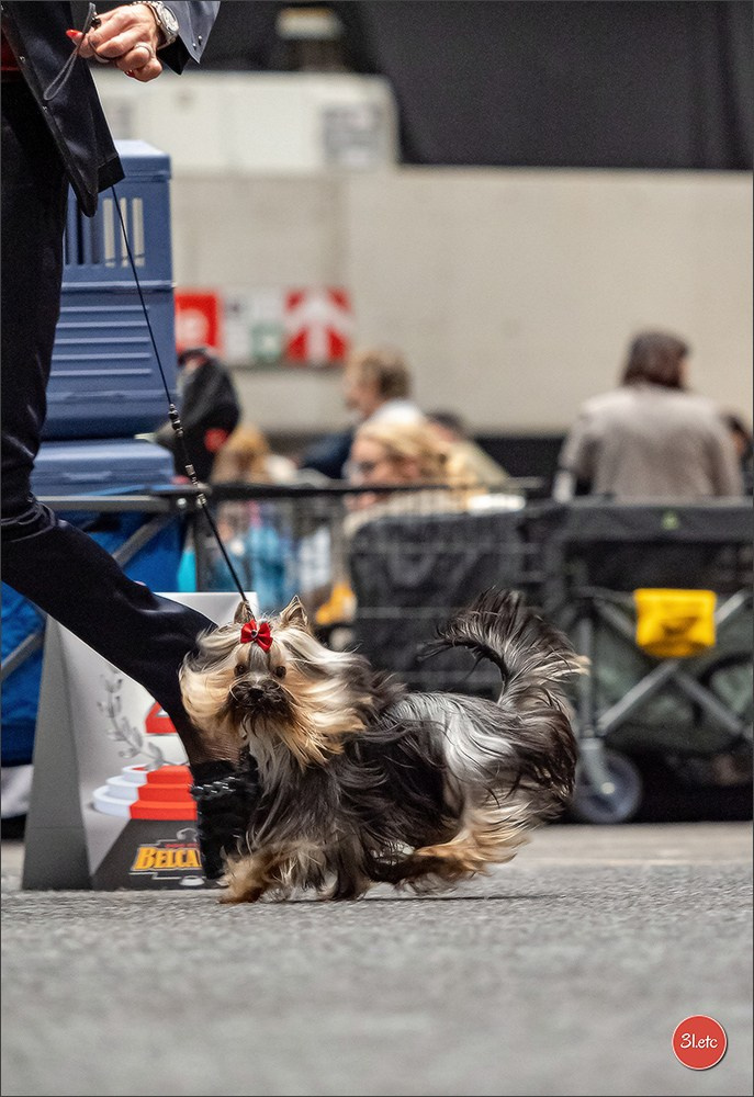 Dog Show Offenbourg  🇩🇪  14-15/03/2026. Photographe à Strasbourg | Portraits, Studio, Enfants, Événements