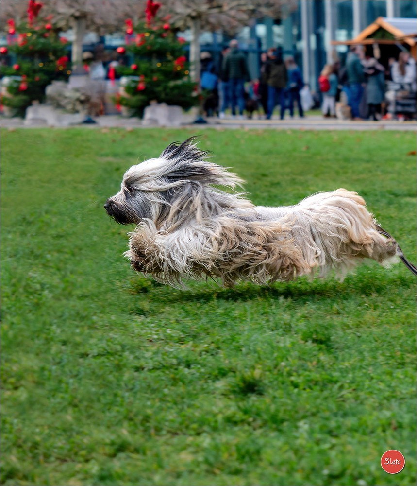 Dog Show Karlsruhe 🇩🇪  29-30/11/2025. Photographe à Strasbourg | Portraits, Studio, Enfants, Événements