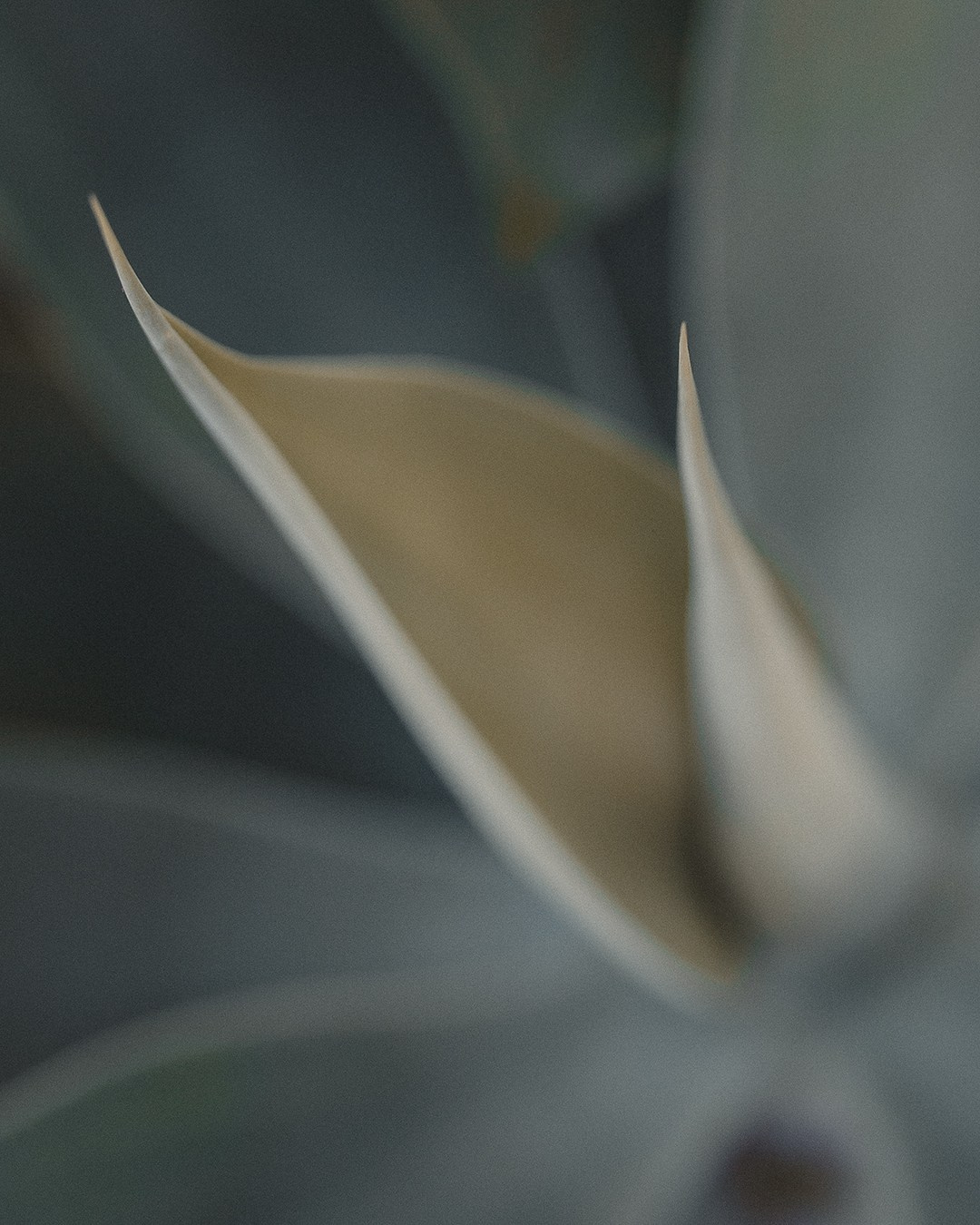 Prazer, eu sou o Tiago Mokrejs, apaixonado por fotografia e café