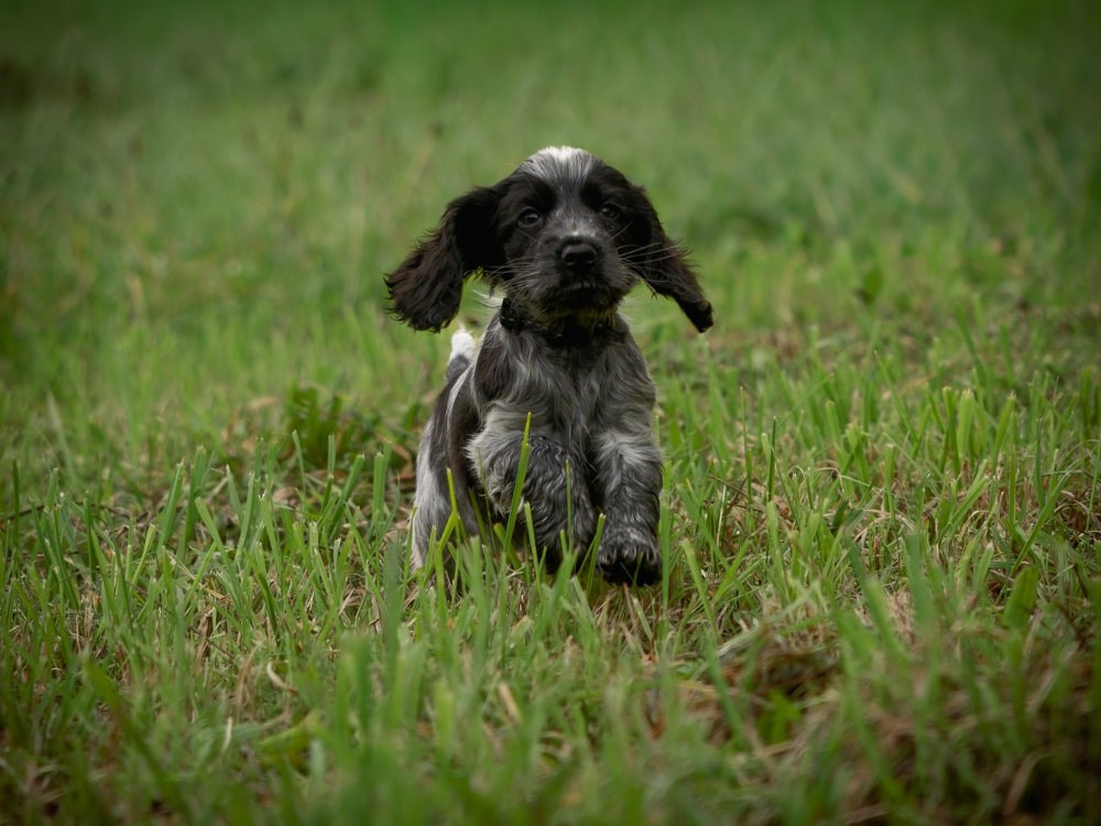 Pet Photography. Romantic & Soulful Photography by Natalia Olhova in Rotterdam