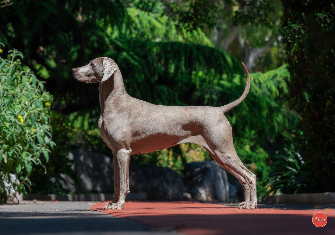 Expo canine 🇲🇨  Monaco 10-11/05/2025. Photographe à Strasbourg | Portraits, Studio, Enfants, Événements
