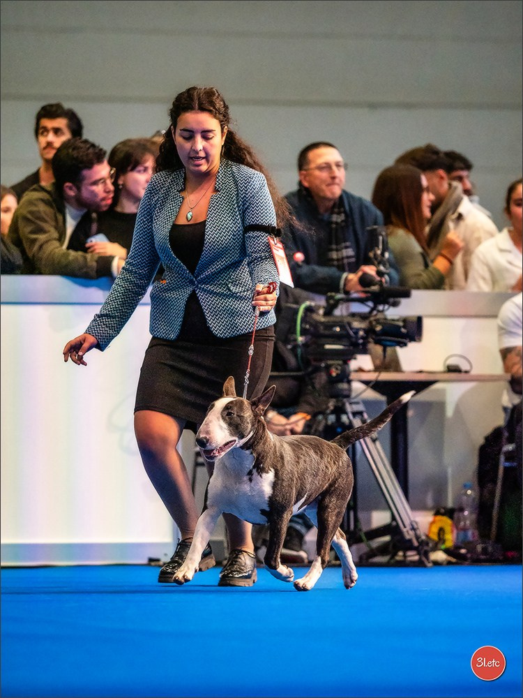 🇨🇭 Geneva Dog Show 15-17/11/2024. Photographe à Strasbourg | Portraits, Studio, Enfants, Événements