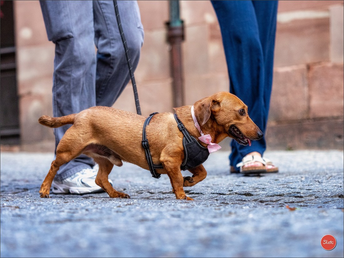 Teckels Parade Strasbourgeoise  Vous pouvez voir le galerie de photos. Photographe à Strasbourg | Portraits, Studio, Enfants, Événements