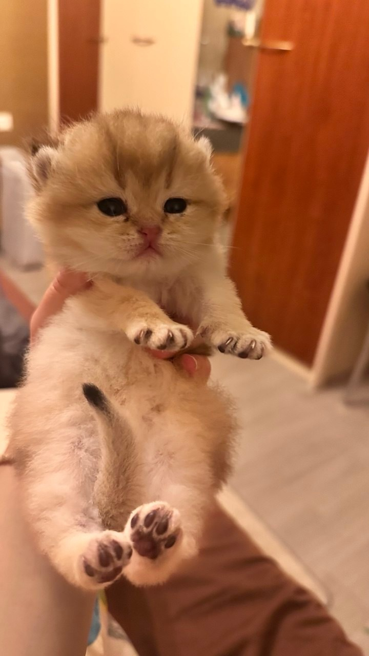 Scottish Fold kitten from DreamCatFold cattery in Greece