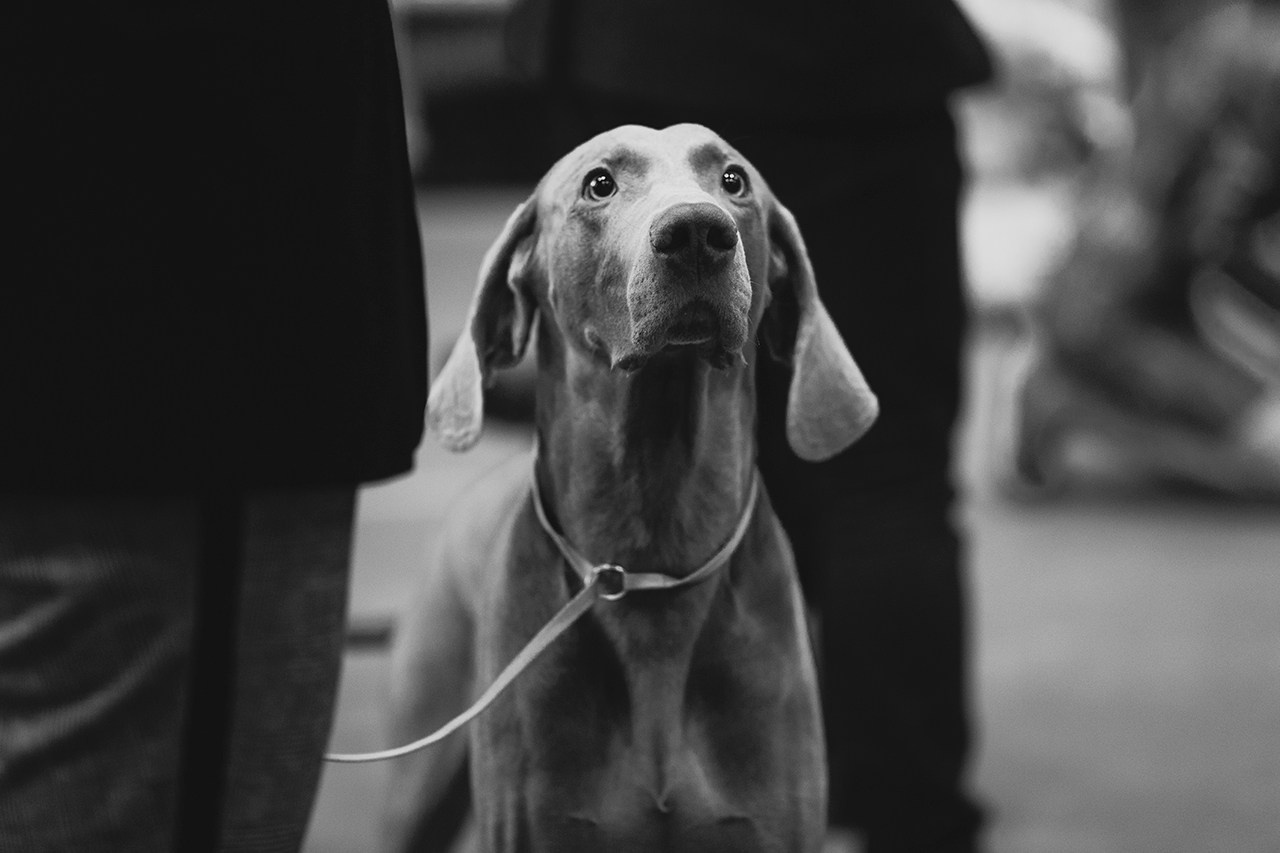 Grodno dog show. Kaja | fotograf we Wrocławiu | ludzie i psy