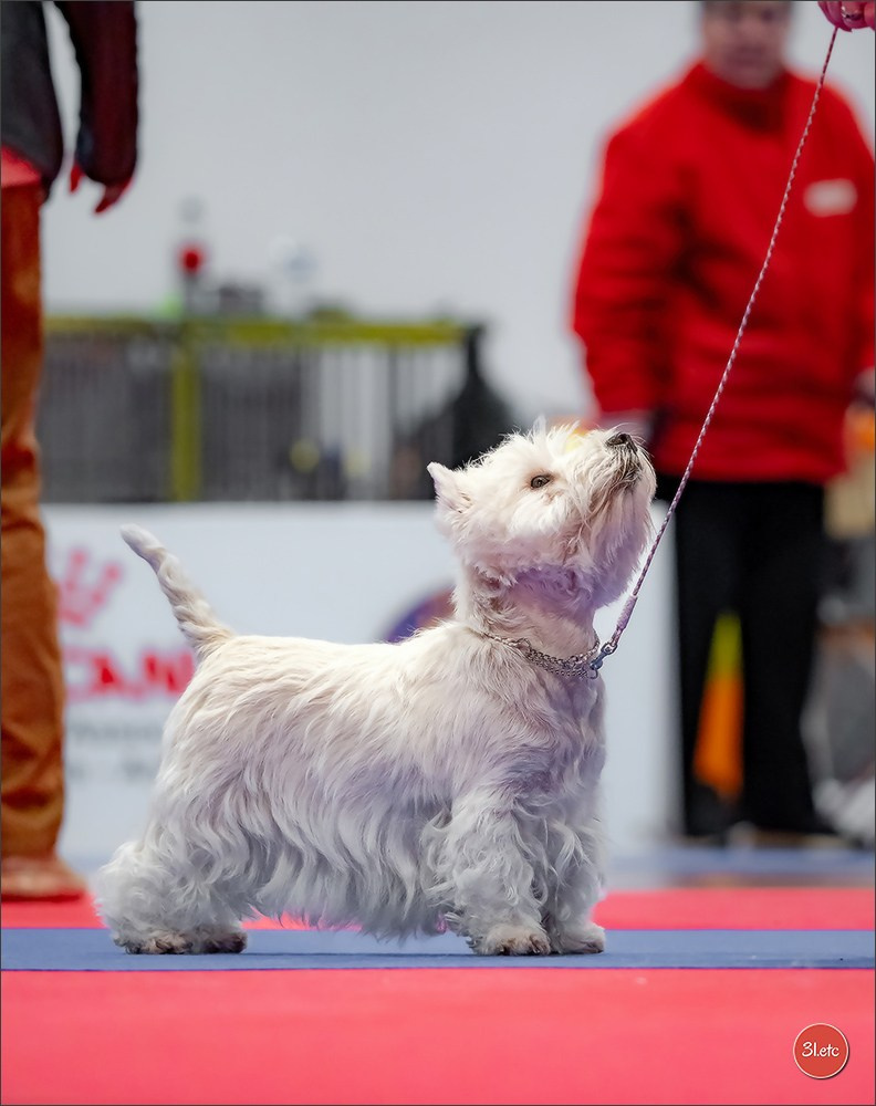 🇫🇷  Angers  🇫🇷  Expo canine  21-22/03/2026. Photographe à Strasbourg | Portraits, Studio, Enfants, Événements