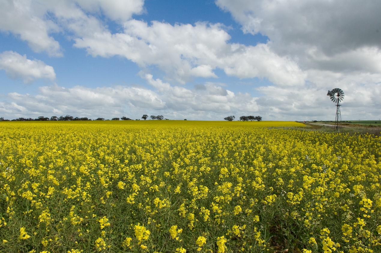Boost Your Canola Yield with Grow Peat. Boost Plant Growth with Organic Fertilizers: Our Effective Solution