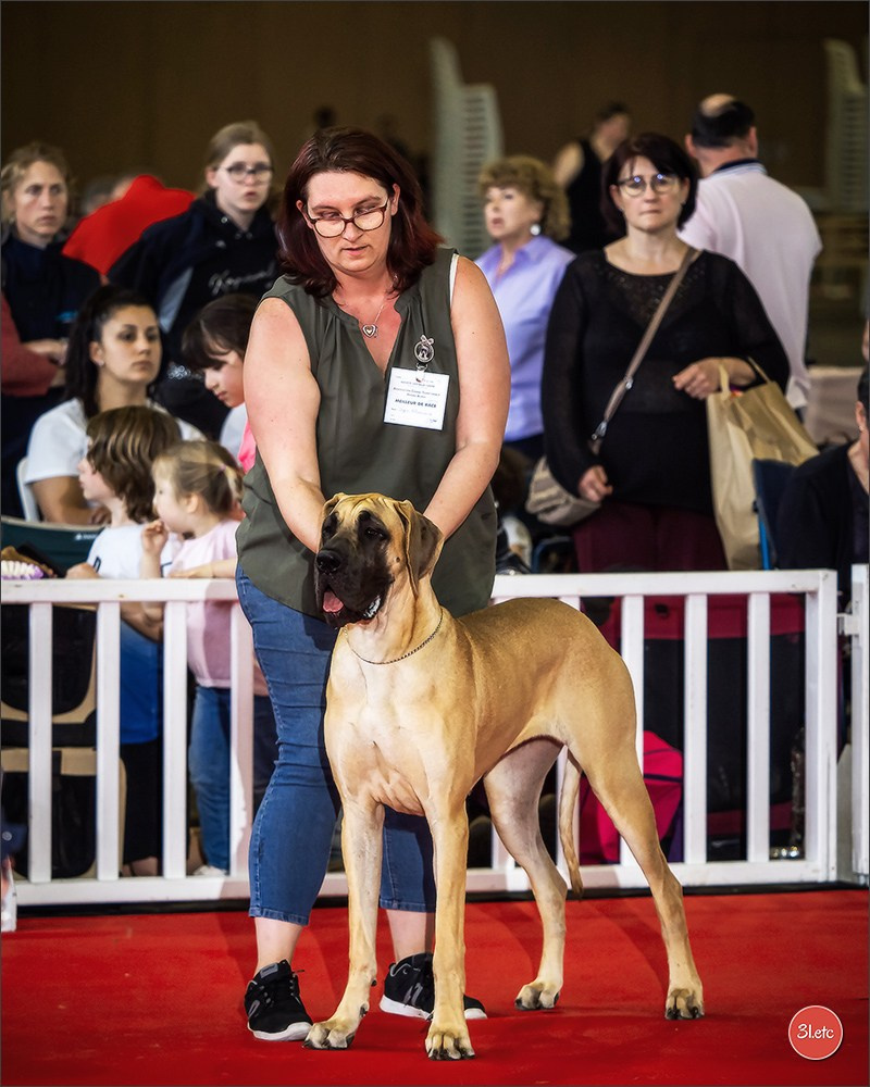 Expositions canines 14 avril 2024 Lyon. Photographe à Strasbourg | Portraits, Studio, Enfants, Événements