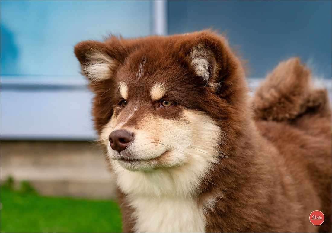 🇫🇷  Perpignan Dog Show  🇫🇷  Expo canine  17-18/01/2026. Photographe à Strasbourg | Portraits, Studio, Enfants, Événements