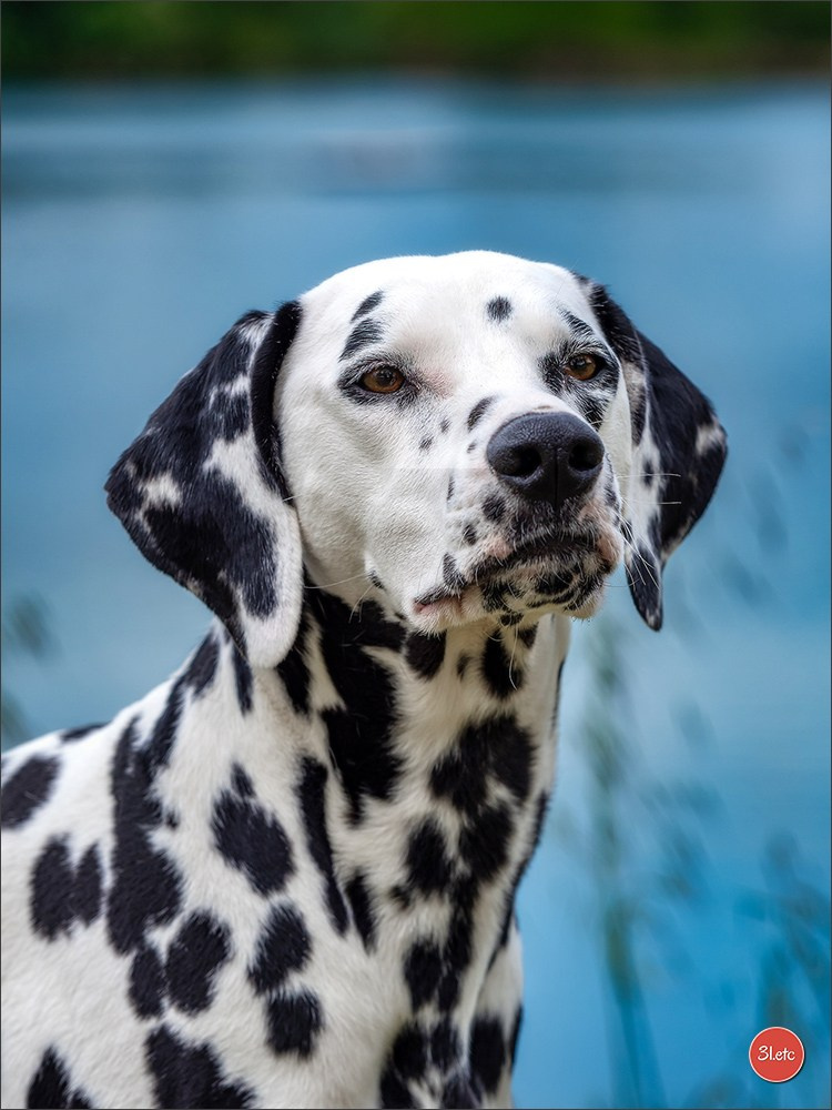 Expo canine 🇫🇷 Valence 03-04/05/2025. Photographe à Strasbourg | Portraits, Studio, Enfants, Événements
