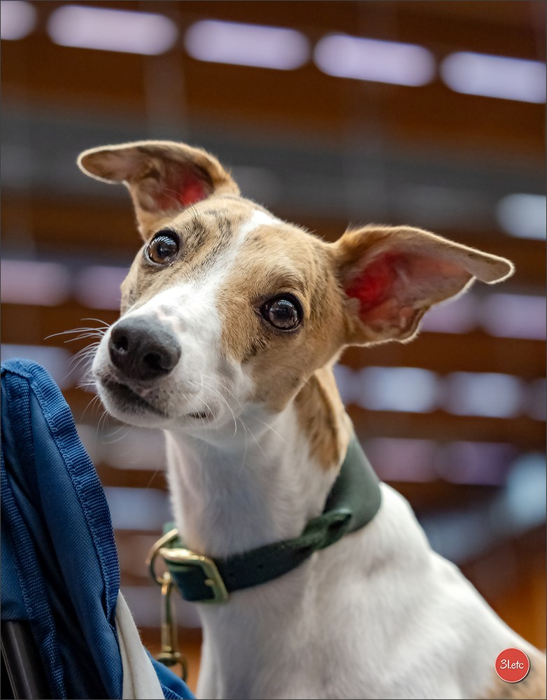 Dog Show WELS   🇦🇹  06-07/12/2025. Photographe à Strasbourg | Portraits, Studio, Enfants, Événements