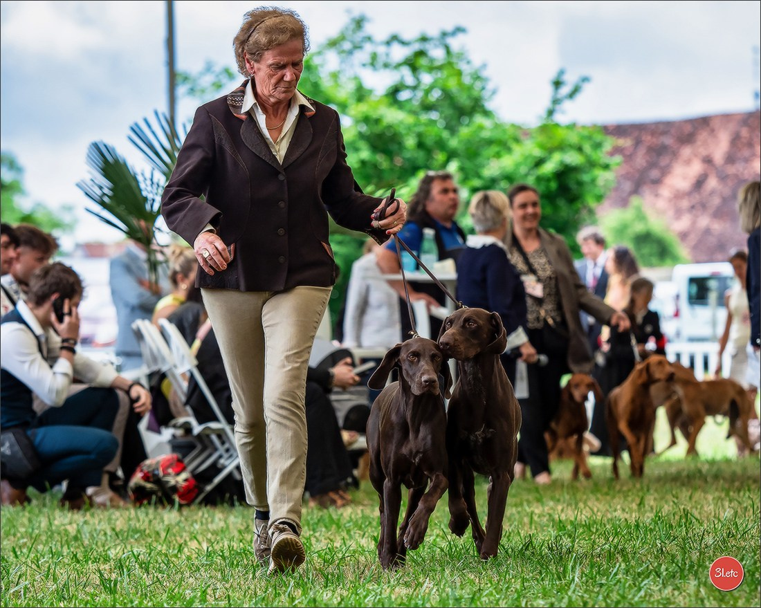 Championnat de France du chien de race  🇫🇷  DIJON (château de Brognon) 7-8/06/2025. Photographe à Strasbourg | Portraits, Studio, Enfants, Événements