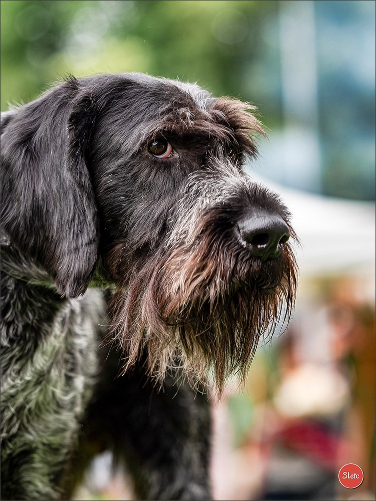 🇱🇺 LUXEMBOURG 🇱🇺 International Dog Show 🇱🇺 30/08 - 31/08/2025. Photographe à Strasbourg | Portraits, Studio, Enfants, Événements