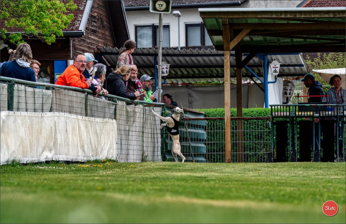 Der Windhund-Rennverein Kurpfalz e.V. (WRV-Kurpfalz) ist ein Windhundverein mit einer wunderschönen Anlage inklusive einer modernen Rasen-Re. Photographe à Strasbourg | Portraits, Studio, Enfants, Événements