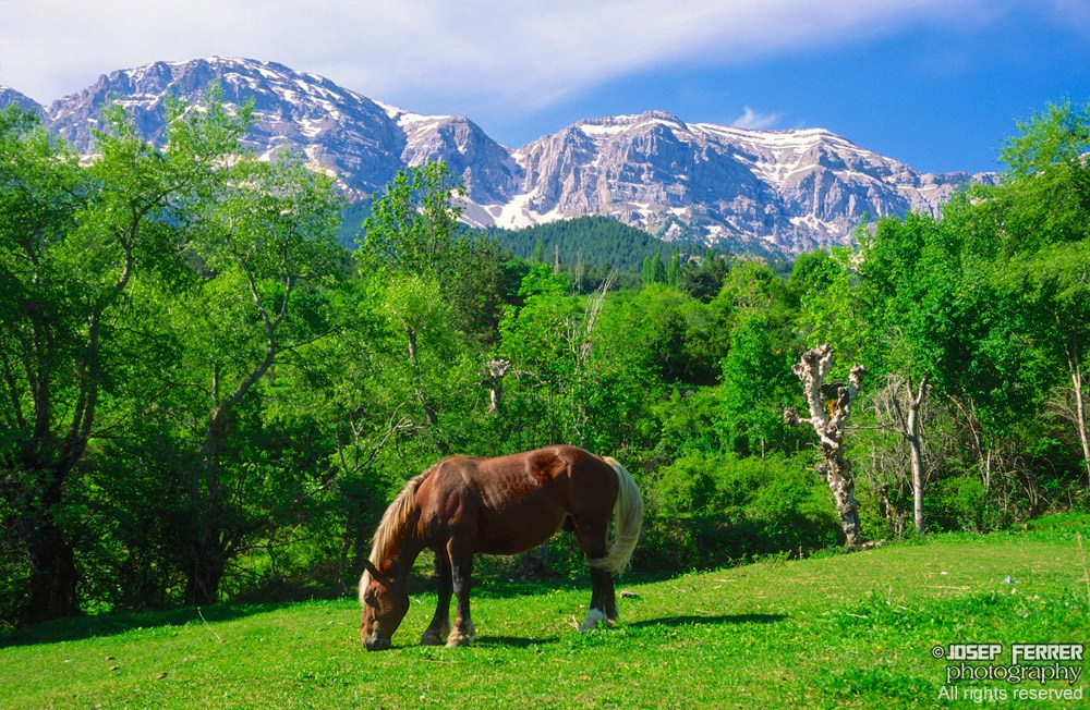 Parc Natural Cadí-Moixeró, Catalunya