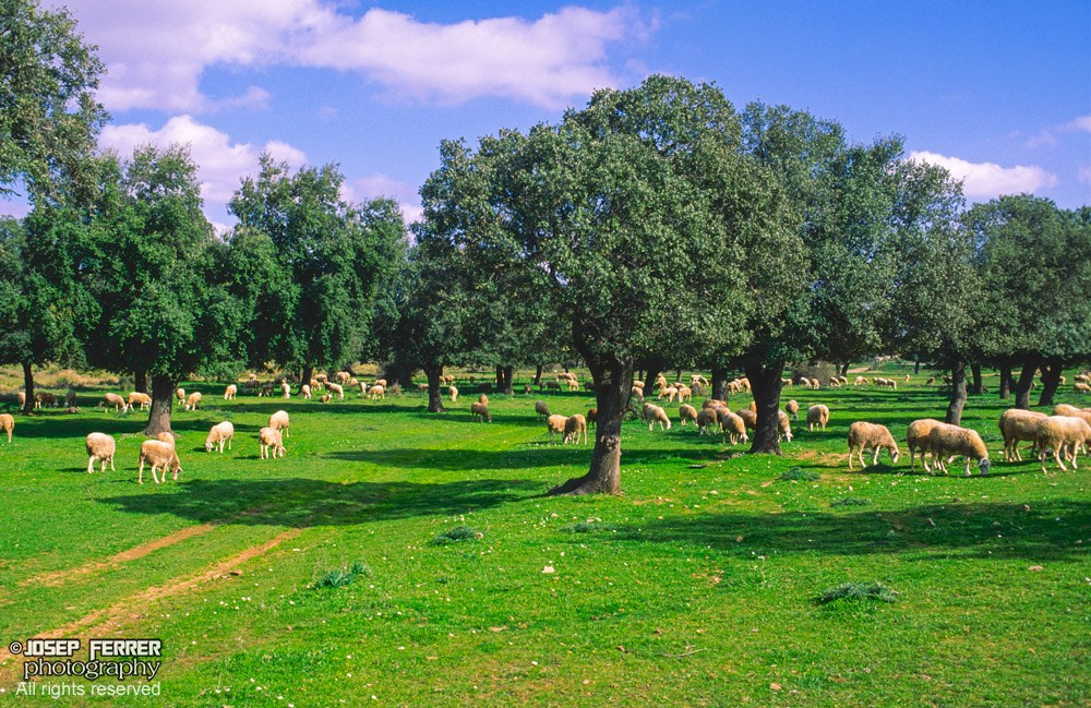 Sheep, Parque Nacional de Cabañeros, Ciudad Real, spain