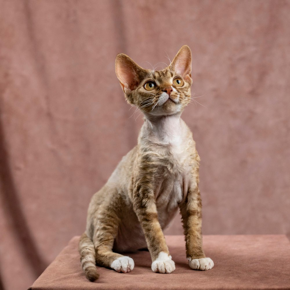 Yasia. Devon Rex Pixie Cattery